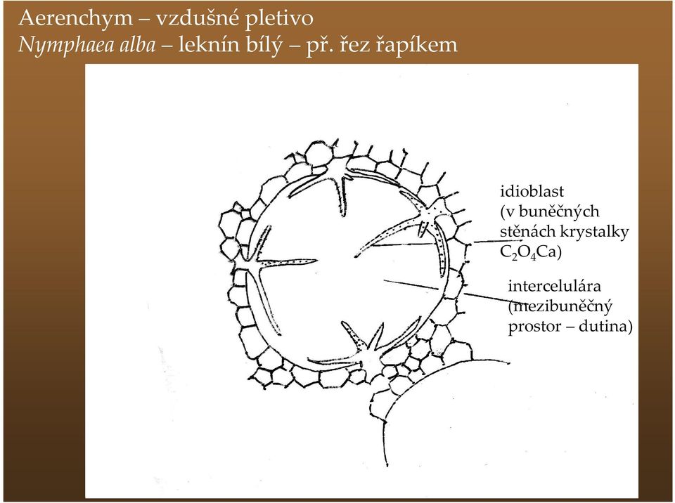 řez řapíkem idioblast (v buněčných