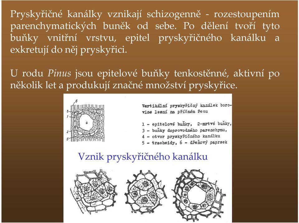 Po dělení tvoří tyto buňky vnitřní vrstvu, epitel pryskyřičného kanálku a