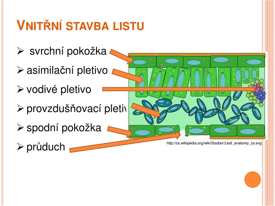 provzdušňovací pletivo spodní pokožka