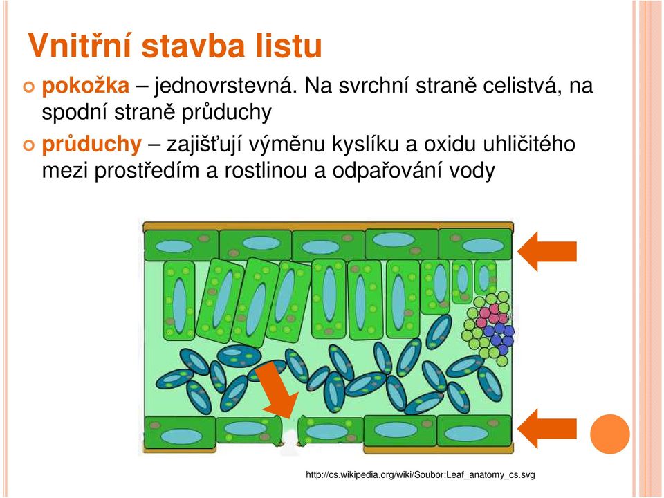 zajišťují výměnu kyslíku a oxidu uhličitého mezi prostředím a