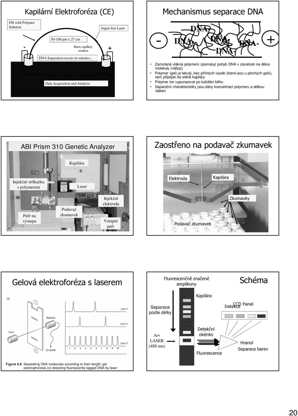 molekuly (náboji) Polymer (gel) je tekutý, bez příčných vazeb (které jsou u plochých gelů), není připojen ke stěně kapiláry Polymer lze vypumpovat po každém běhu Separační charakteristiky jsou dány