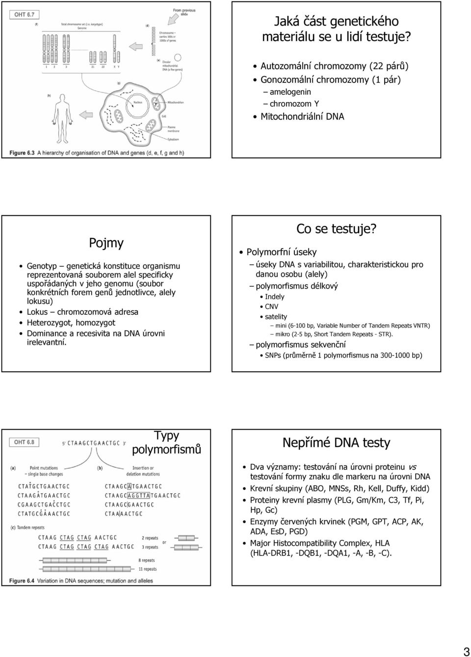 uspořádaných v jeho genomu (soubor konkrétních forem genů jednotlivce, alely lokusu) Lokus chromozomová adresa Heterozygot, homozygot Dominance a recesivita na DNA úrovni irelevantní.