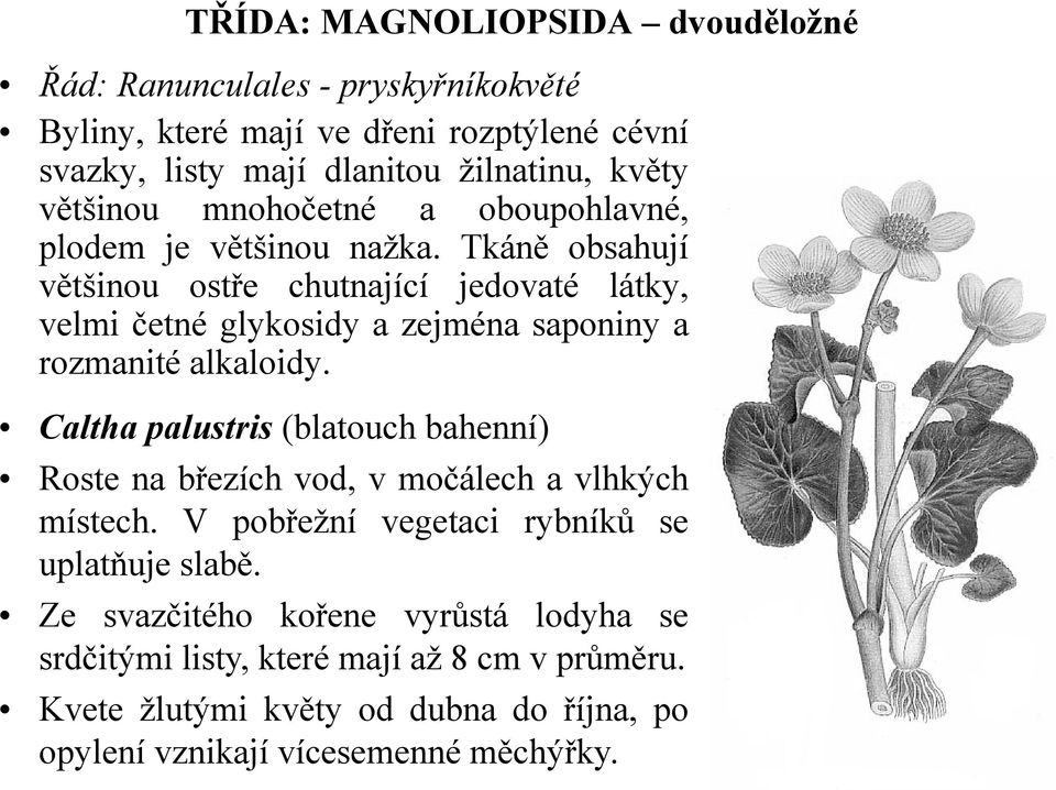 Tkáně obsahují většinou ostře chutnající jedovaté látky, velmi četné glykosidy a zejména saponiny a rozmanité alkaloidy.