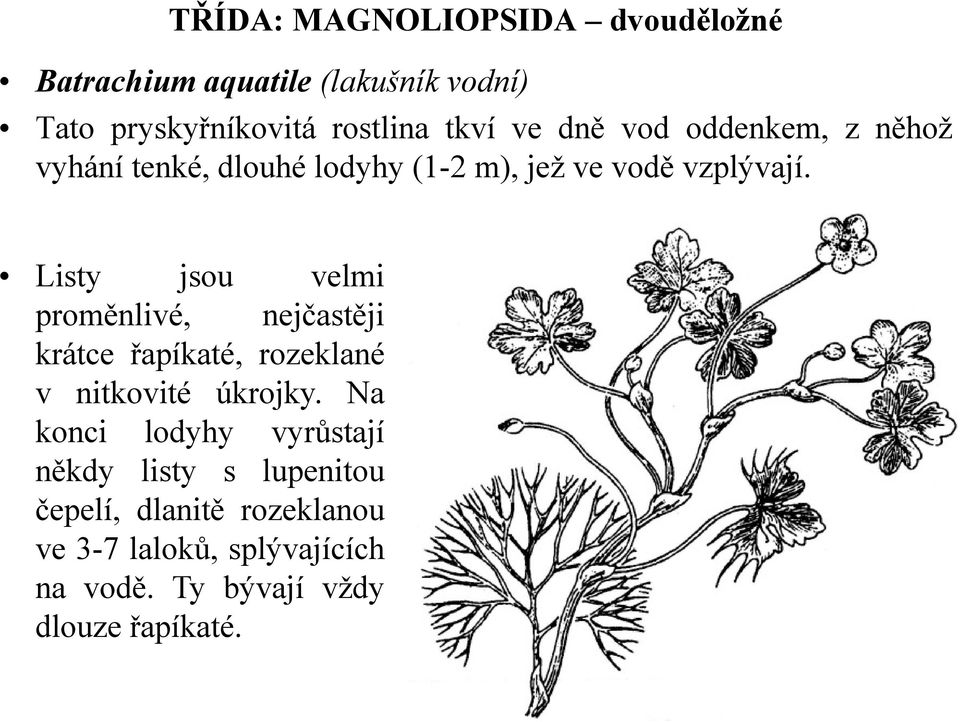 Listy jsou velmi proměnlivé, nejčastěji krátce řapíkaté, rozeklané v nitkovité úkrojky.