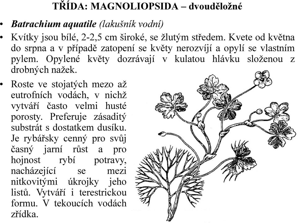 Opylené květy dozrávají v kulatou hlávku složenou z drobných nažek.