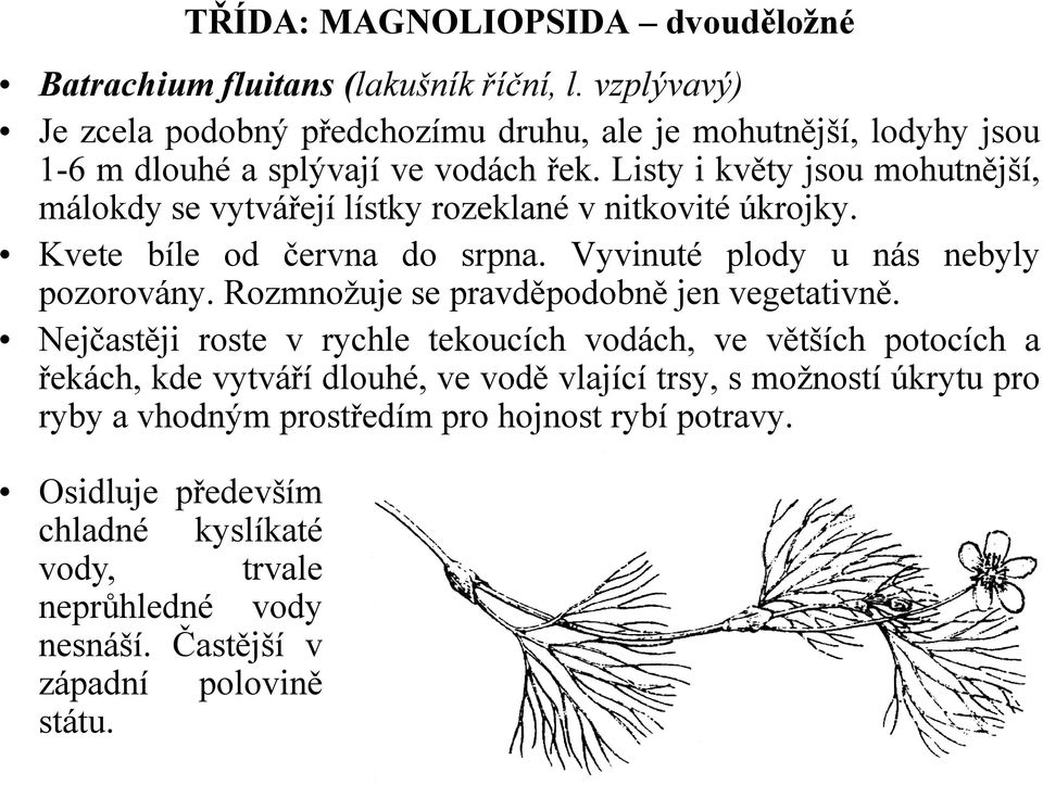 Rozmnožuje se pravděpodobně jen vegetativně.