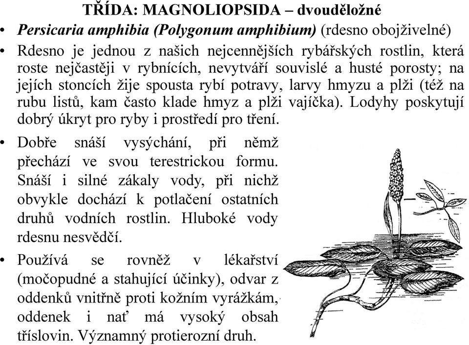 Lodyhy poskytují dobrý úkryt pro ryby i prostředí pro tření. Dobře snáší vysýchání, při němž přechází ve svou terestrickou formu.