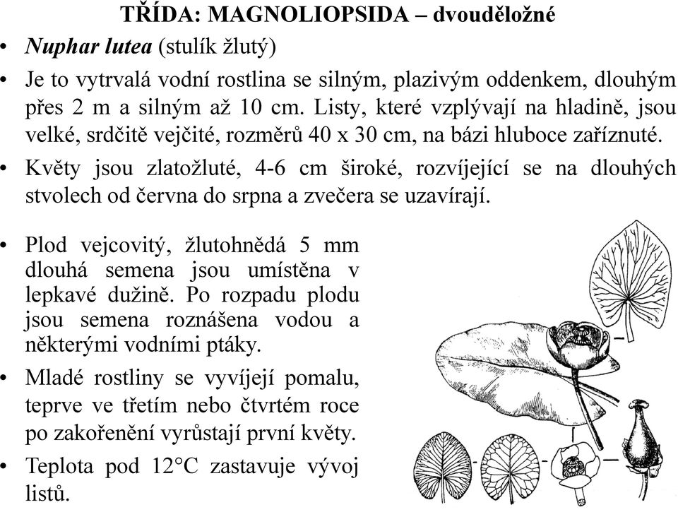 Květy jsou zlatožluté, 4-6 cm široké, rozvíjející se na dlouhých stvolech od června do srpna a zvečera se uzavírají.