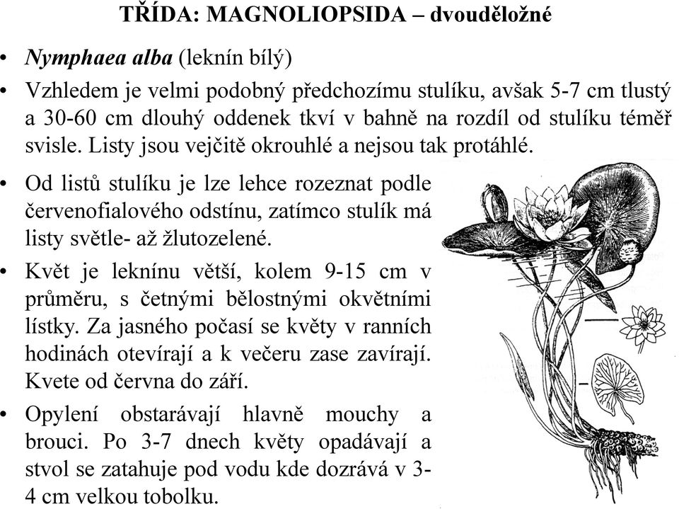 Od listů stulíku je lze lehce rozeznat podle červenofialového odstínu, zatímco stulík má listy světle- až žlutozelené.