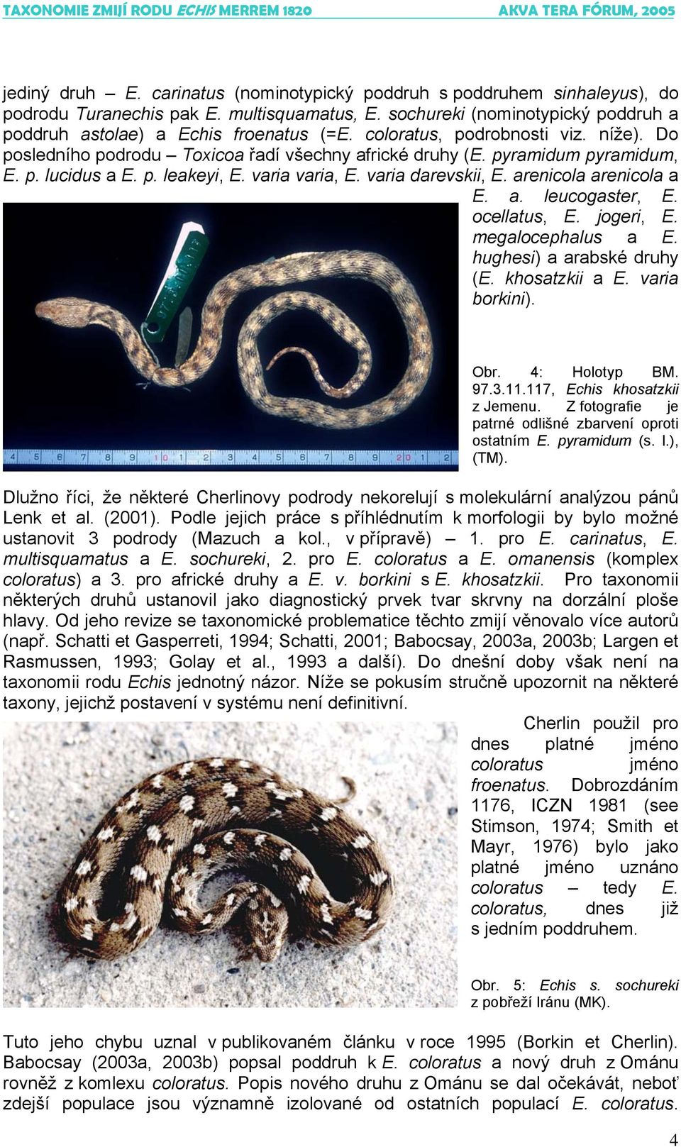 arenicola arenicola a E. a. leucogaster, E. ocellatus, E. jogeri, E. megalocephalus a E. hughesi) a arabské druhy (E. khosatzkii a E. varia borkini). Obr. 4: Holotyp BM. 97.3.11.
