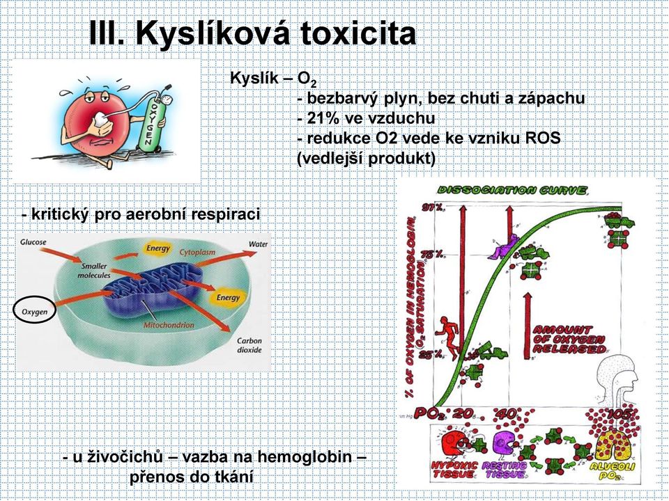 vzniku ROS (vedlejší produkt) - kritický pro aerobní