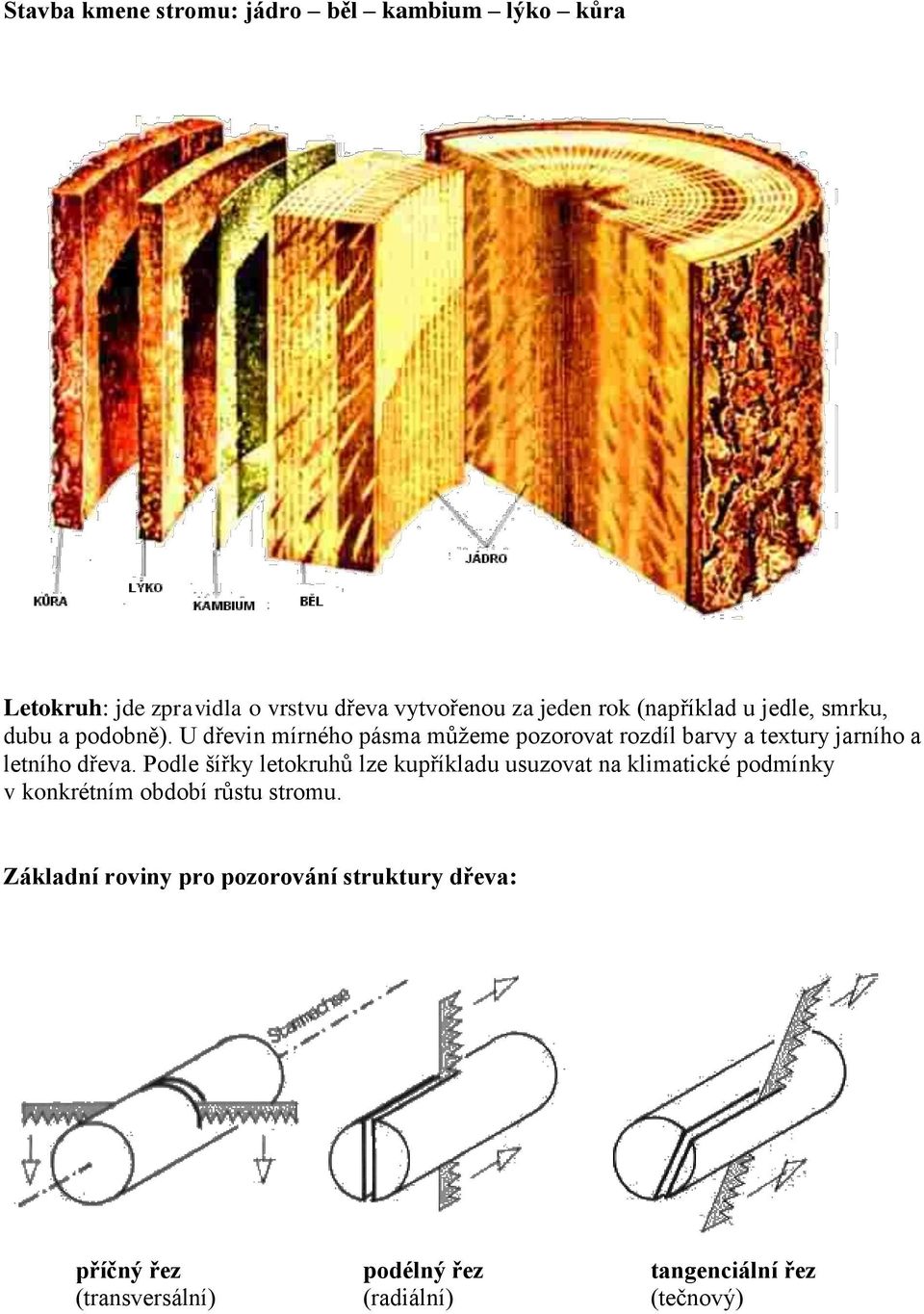 U dřevin mírného pásma můžeme pozorovat rozdíl barvy a textury jarního a letního dřeva.
