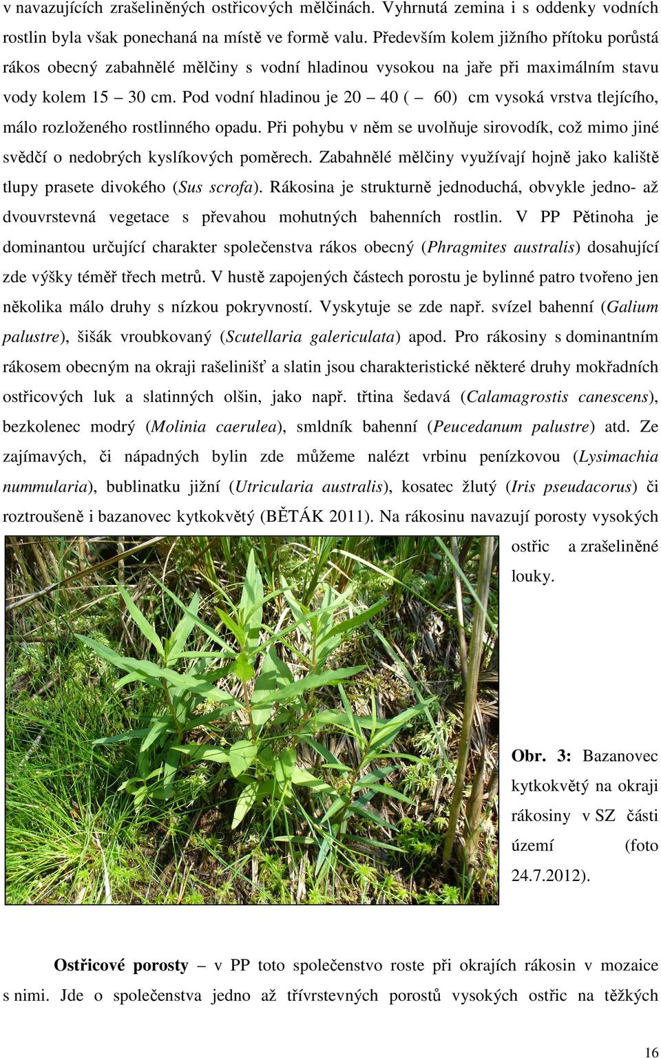 Pod vodní hladinou je 20 40 ( 60) cm vysoká vrstva tlejícího, málo rozloženého rostlinného opadu. Při pohybu v něm se uvolňuje sirovodík, což mimo jiné svědčí o nedobrých kyslíkových poměrech.