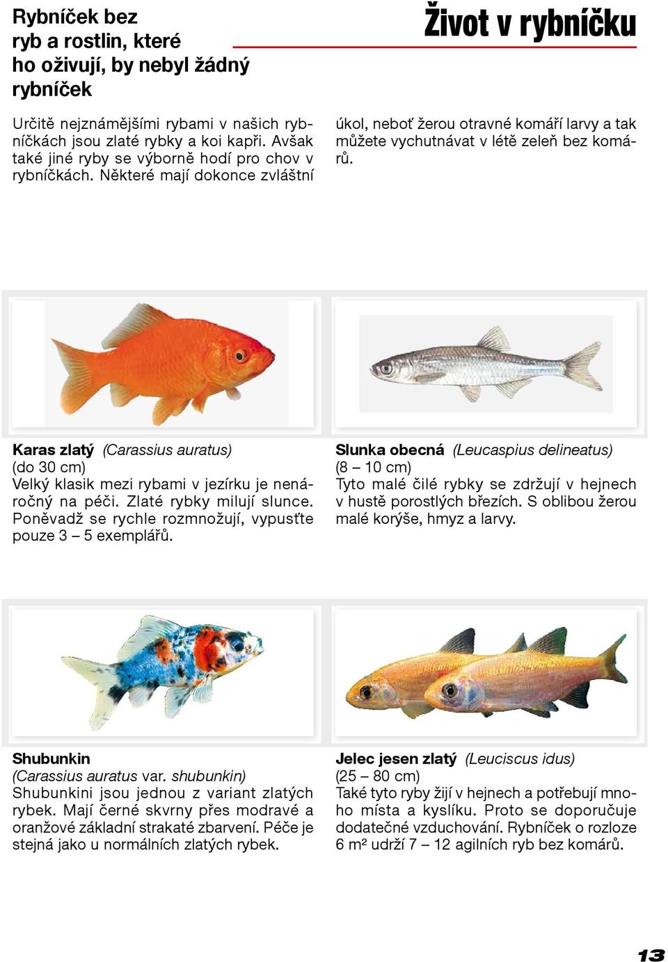 Karas zlatý (Carassius auratus) (do 30 cm) Velký klasik mezi rybami v jezírku je nenáročný na péči. Zlaté rybky milují slunce. Poněvadž se rychle rozmnožují, vypusťte pouze 3 5 exemplářů.