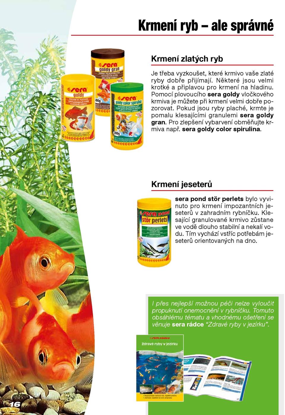 Pro zlepšení vybarvení obměňujte krmiva např. sera goldy color spirulina. Krmení jeseterů sera pond stör perlets bylo vyvinuto pro krmení impozantních jeseterů v zahradním rybníčku.