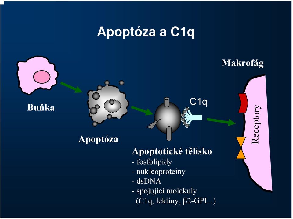 nukleoproteiny - dsdna - spojující