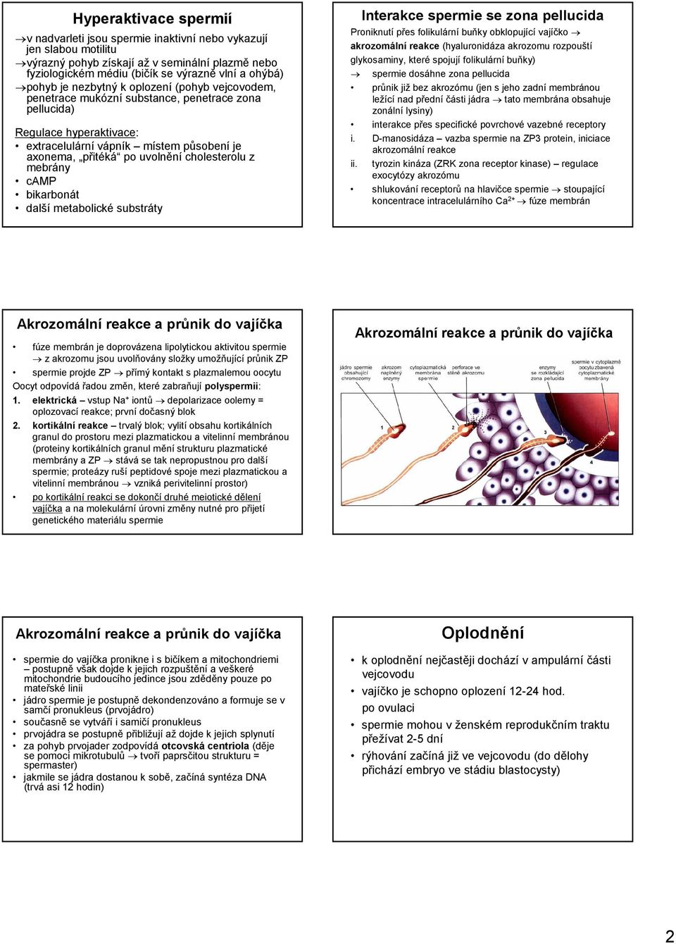 cholesterolu z mebrány camp bikarbonát další metabolické substráty Interakce spermie se zona pellucida Proniknutí přes folikulární buňky obklopující vajíčko akrozomální reakce (hyaluronidáza akrozomu