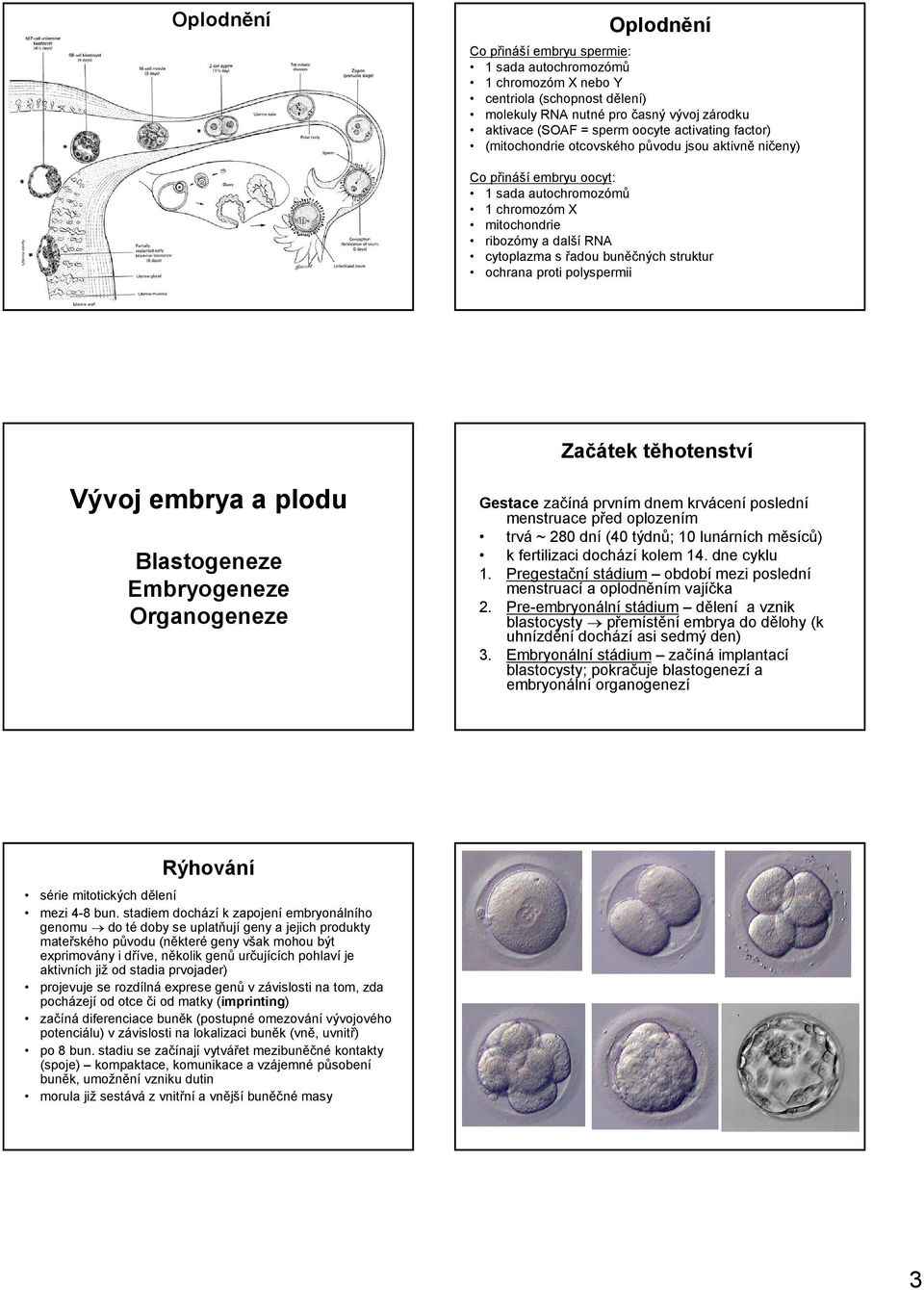 struktur ochrana proti polyspermii Začátek těhotenství Vývoj embrya a plodu Blastogeneze Embryogeneze Organogeneze Gestace začíná prvním dnem krvácení poslední menstruace před oplozením trvá ~ 280