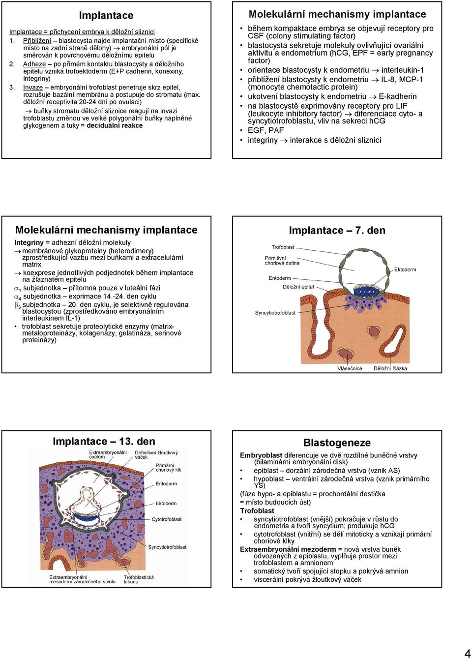 Adheze po přímém kontaktu blastocysty a děložního epitelu vzniká trofoektoderm (E+P cadherin, konexiny, integriny) 3.