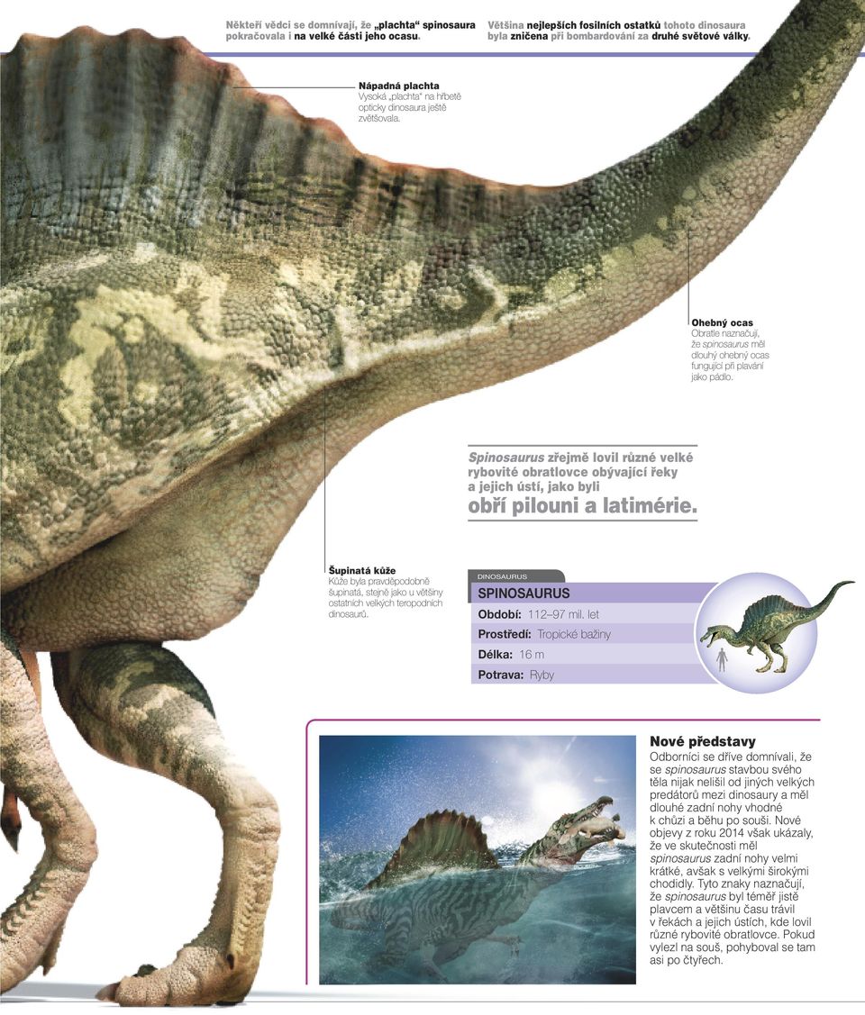 Spinosaurus zřejmě lovil různé velké rybovité obratlovce obývající řeky a jejich ústí, jako byli obří pilouni a latimérie.