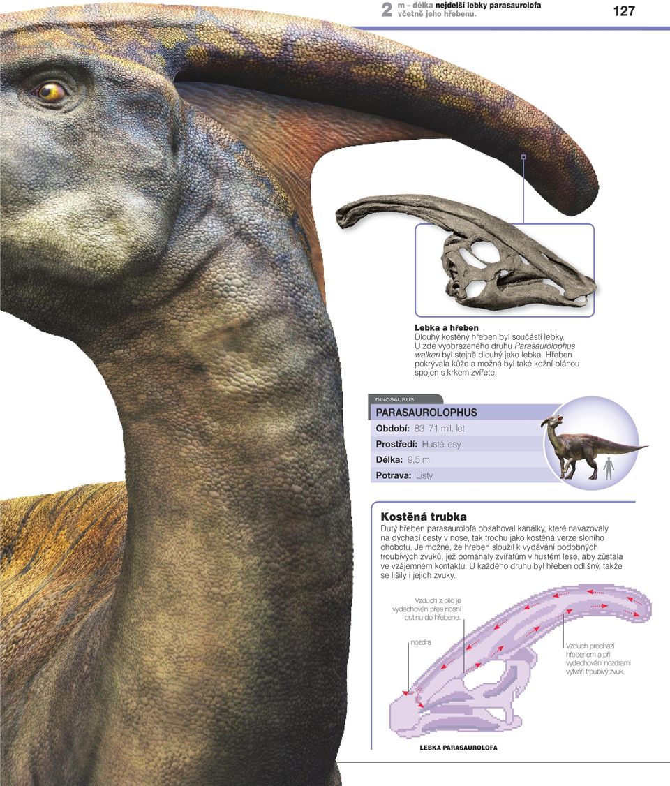 let Prostředí: Husté lesy Délka: 9,5 m Potrava: Listy Kostěná trubka Dutý hřeben parasaurolofa obsahoval kanálky, které navazovaly na dýchací cesty v nose, tak trochu jako kostěná verze sloního