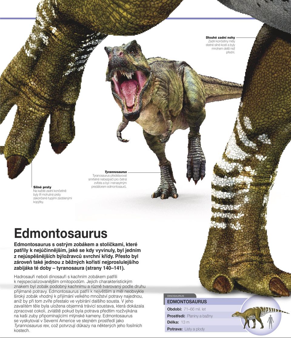 Edmontosaurus Edmontosaurus s ostrým zobákem a stoličkami, které patřily k nejúčinnějším, jaké se kdy vyvinuly, byl jedním z nejúspěšnějších býložravců svrchní křídy.