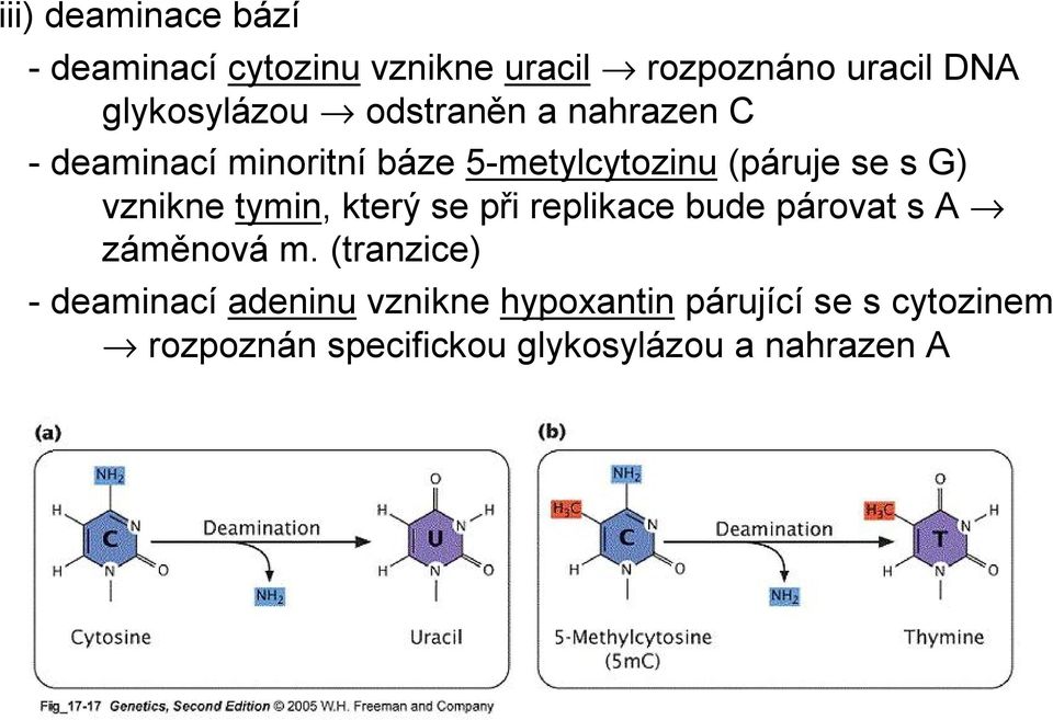 tymin, který se při replikace bude párovat s A záměnová m.