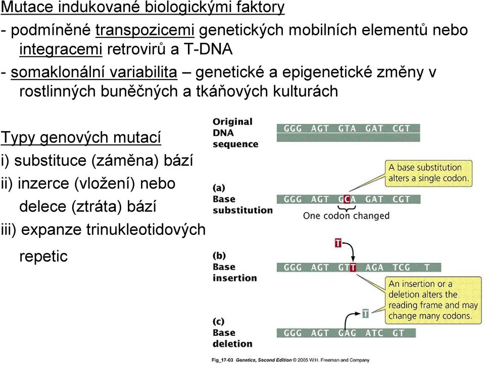 epigenetické změny v rostlinných buněčných a tkáňových kulturách Typy genových mutací i)