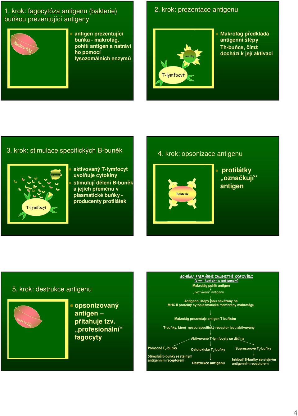 její aktivaci T-lymfocyt 3. krok: stimulace specifických B-bunB buněk 4.