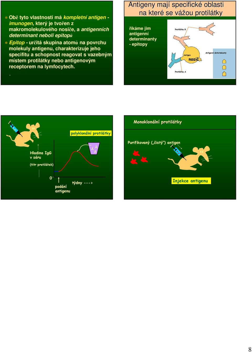 . Antigeny y mají specifické oblasti na které se vážou v protilátky tky říkáme jim antigenní determinanty - epitopy Protilátka B Protilátka A Antigen nosič Antigenní