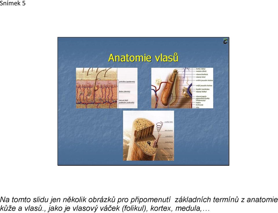 základních termínů z anatomie kůže a