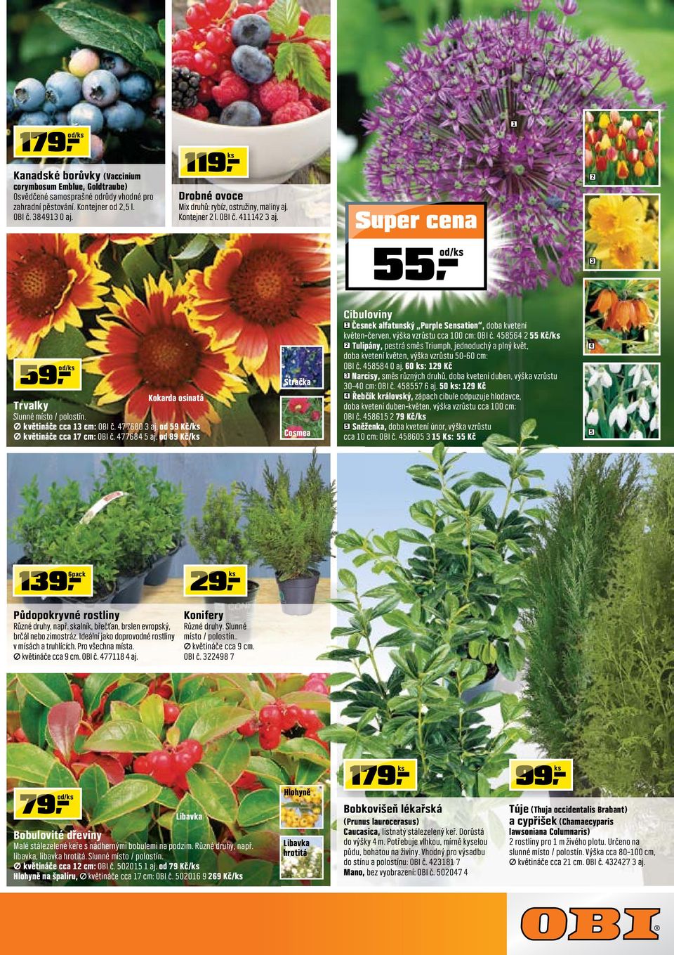 59 Kč/ květináče cca 7 cm: OBI č. 477684 5 aj. 89 Kč/ Stračka Cosmea Cibuloviny Česnek alfatunský Purple Sensation, doba kvetení květen červen, výška vzrůstu cca 00 cm: OBI č.