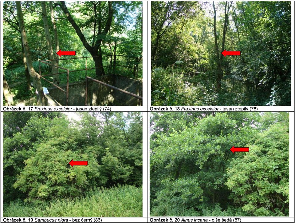 Fraxinus excelsior - jasan ztepilý (78)  19