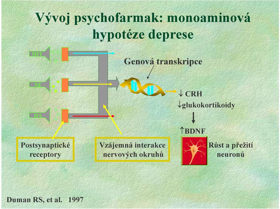 BDNF Postsynaptické receptory Vzájemná interakce