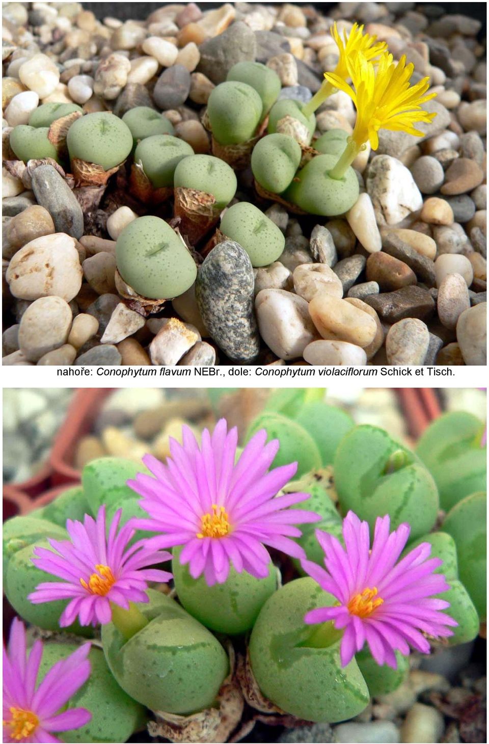 , dole: Conophytum