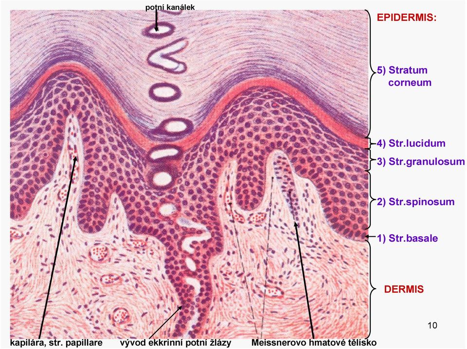 spinosum 1) Str.basale DERMIS 10 kapilára, str.