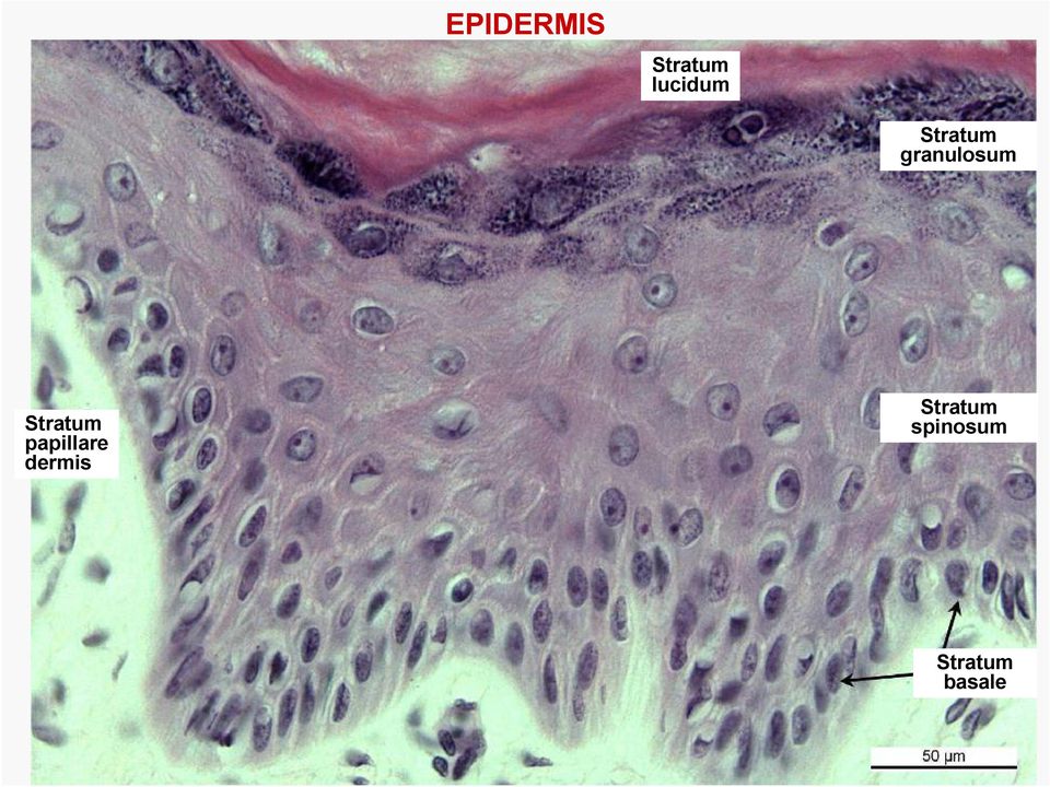 Stratum papillare dermis