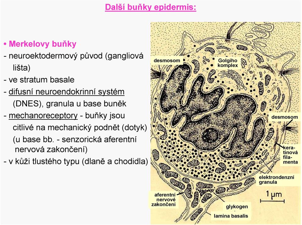 podnět (dotyk) (u base bb.