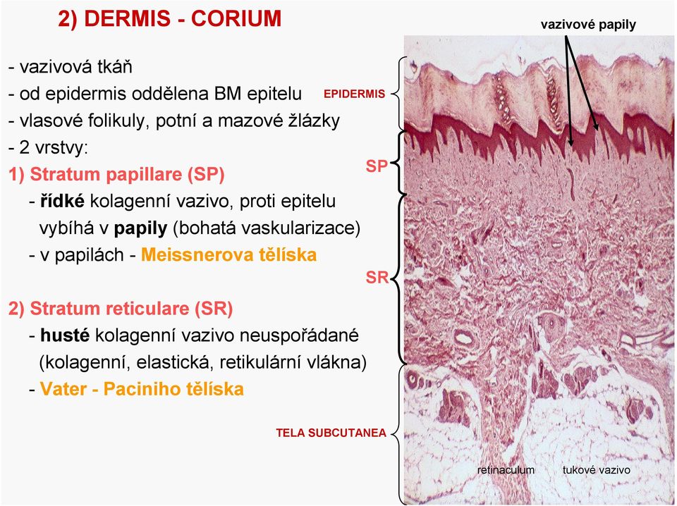 (bohatá vaskularizace) - v papilách - Meissnerova tělíska 2) Stratum reticulare(sr) - husté kolagenní vazivo