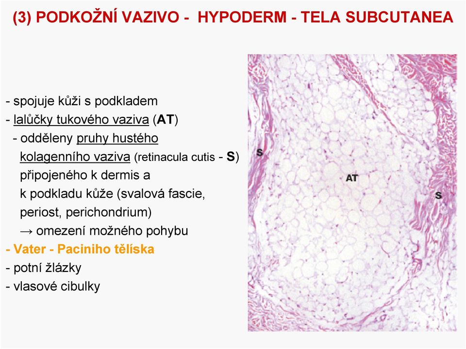 cutis- S) připojeného k dermis a k podkladu kůže (svalováfascie, periost,