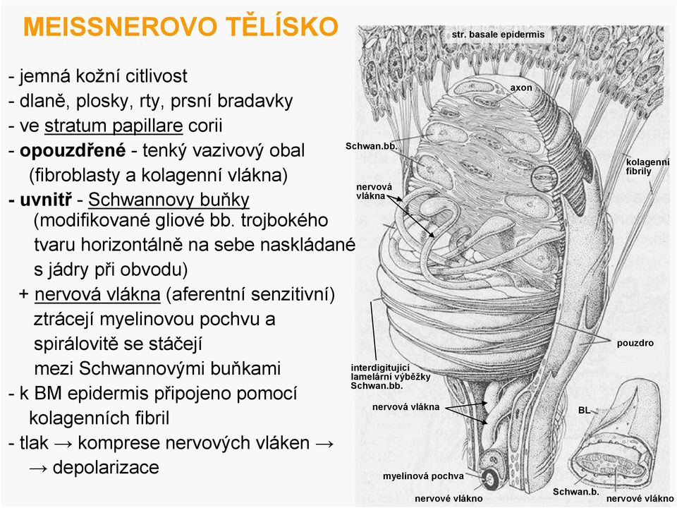 uvnitř- Schwannovy buňky (modifikovanégliovébb.