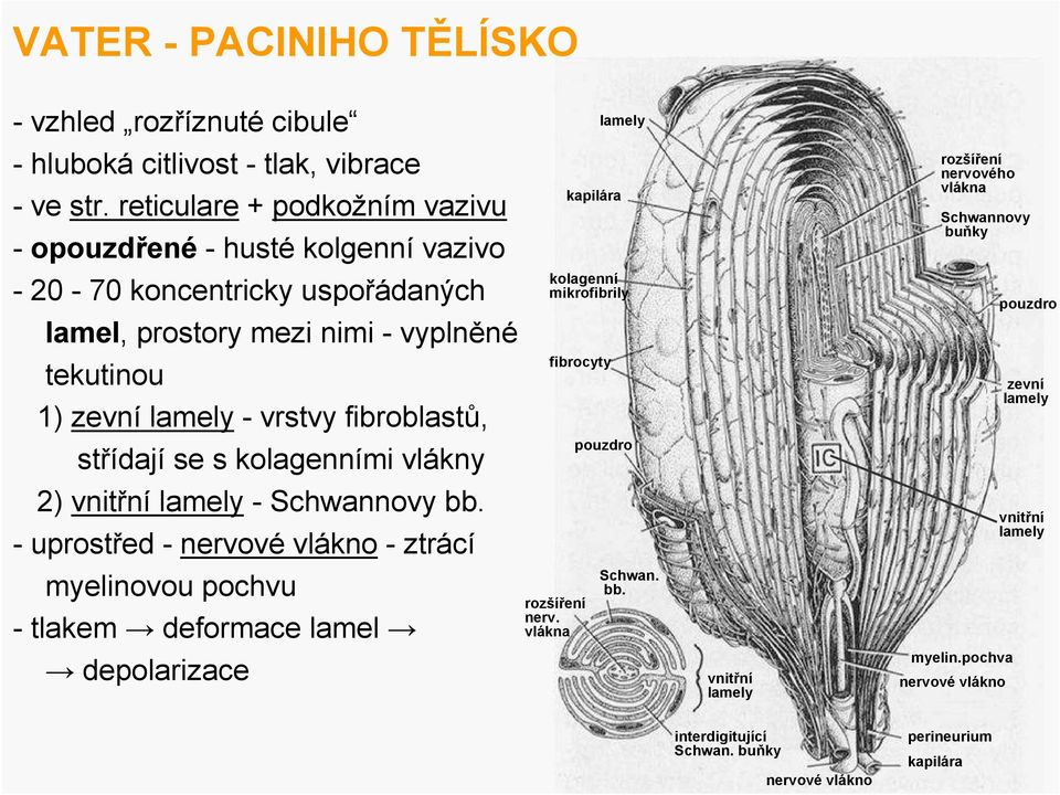 střídají se s kolagenními vlákny 2) vnitřní lamely- Schwannovy bb.