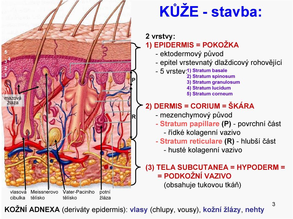 povrchní část - řídké kolagenní vazivo - Stratum reticulare (R) - hlubší část - husté kolagenní vazivo vlasová cibulka Meissnerovo tělísko Vater-Paciniho