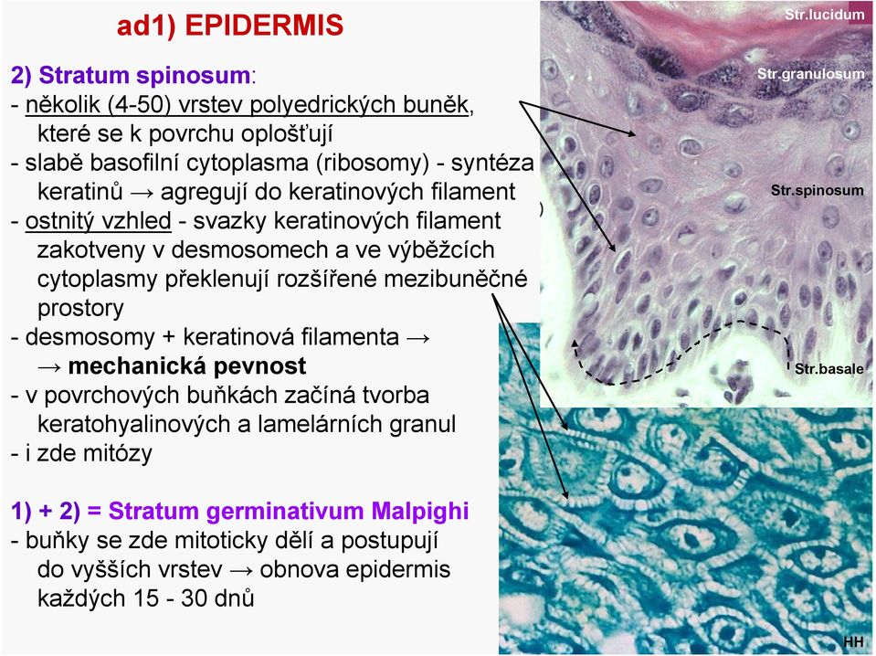 prostory - desmosomy + keratinová filamenta mechanická pevnost - v povrchových buňkách začíná tvorba keratohyalinových a lamelárních granul -i zde mitózy 1) + 2) =