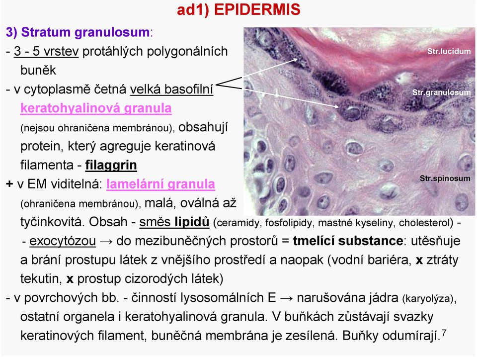 Obsah - směs lipidů(ceramidy, fosfolipidy, mastné kyseliny, cholesterol) - -exocytózou do mezibuněčných prostorů= tmelícísubstance: utěsňuje a bráníprostupu látek z vnějšího prostředía naopak