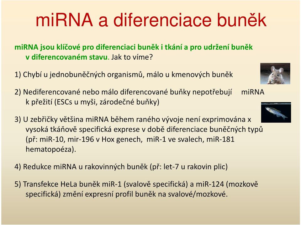 zebřičky většina mirna během raného vývoje není exprimována x vysoká tkáňově specifická exprese v době diferenciace buněčných typů (př: mir-10, mir-196 v Hox genech, mir-1 ve