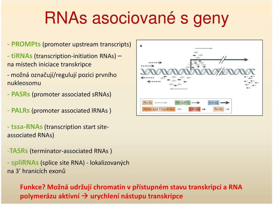 ) - tssa-rnas (transcription start siteassociated RNAs) -TASRs (terminator-associated RNAs ) - splirnas (splice site RNA)