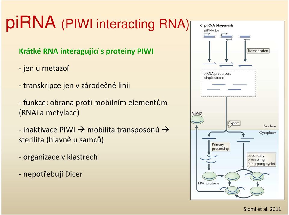 elementům (RNAi a metylace) - inaktivace PIWI mobilita transposonů sterilita