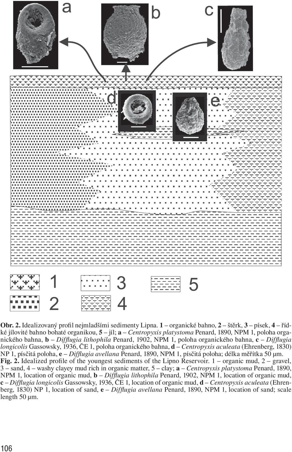 1, poloha organického bahna, c Difflugia longicolis Gassowsky, 1936, ČE 1, poloha organického bahna, d Centropyxis aculeata (Ehrenberg, 1830) NP 1, písčitá poloha, e Difflugia avellana Penard, 1890,