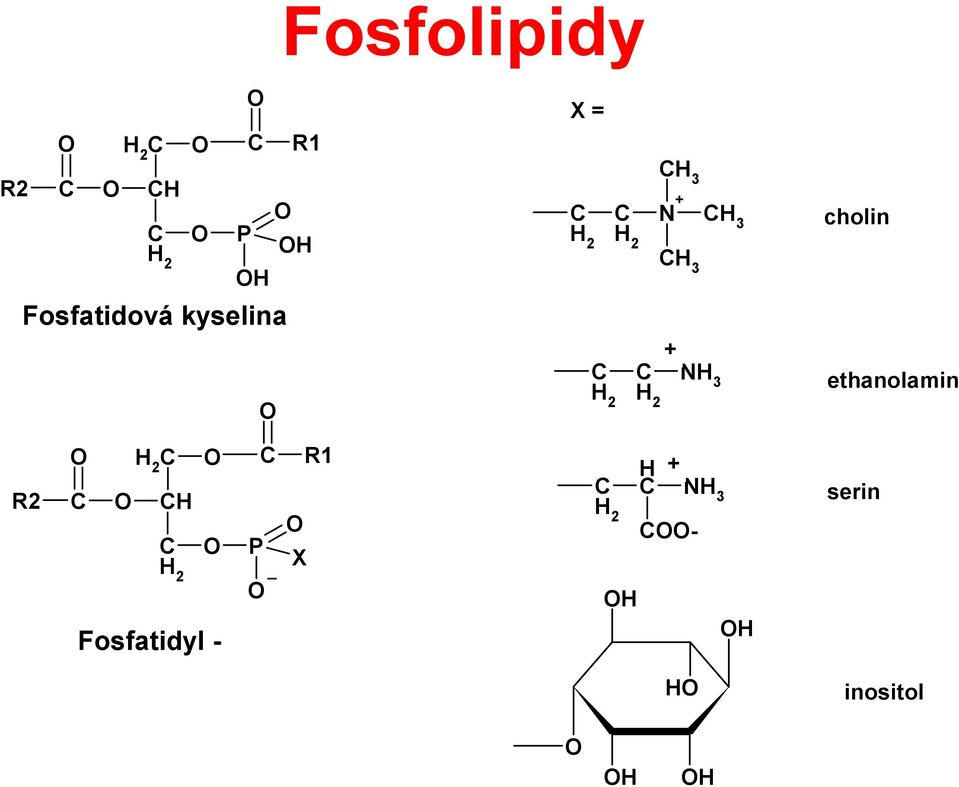 C NH 3 H H2 2 cholin ethanolamin R2 O C O H 2 C CH C H 2 O